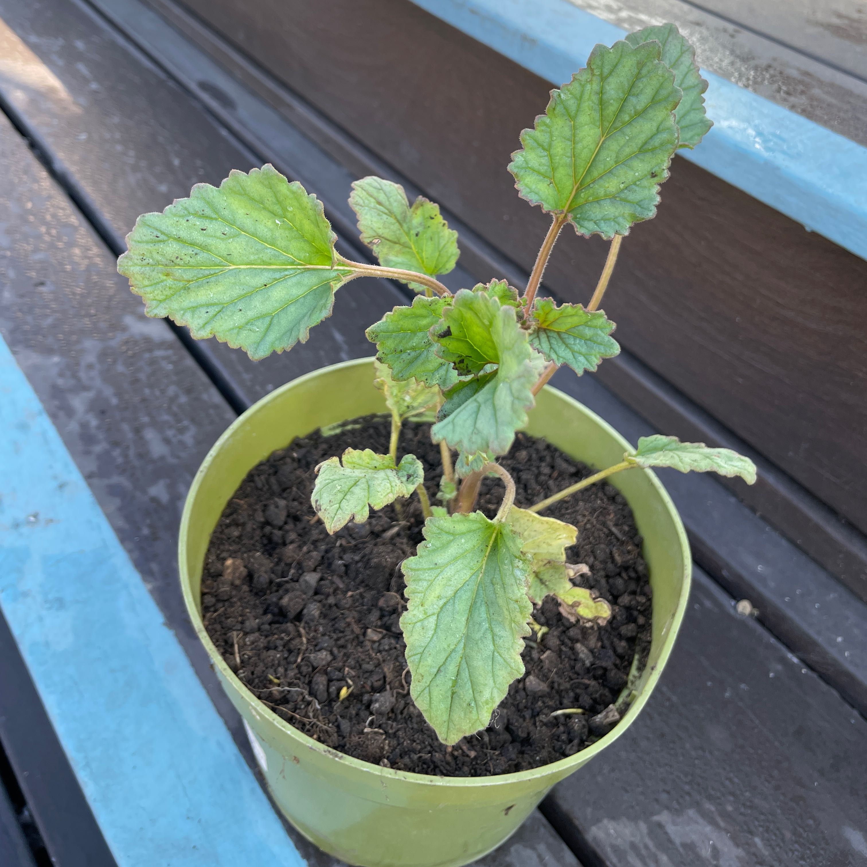 Photo of the plant species Desertbells by @GnarlyAgarito77 named Winston on Greg, the plant care app