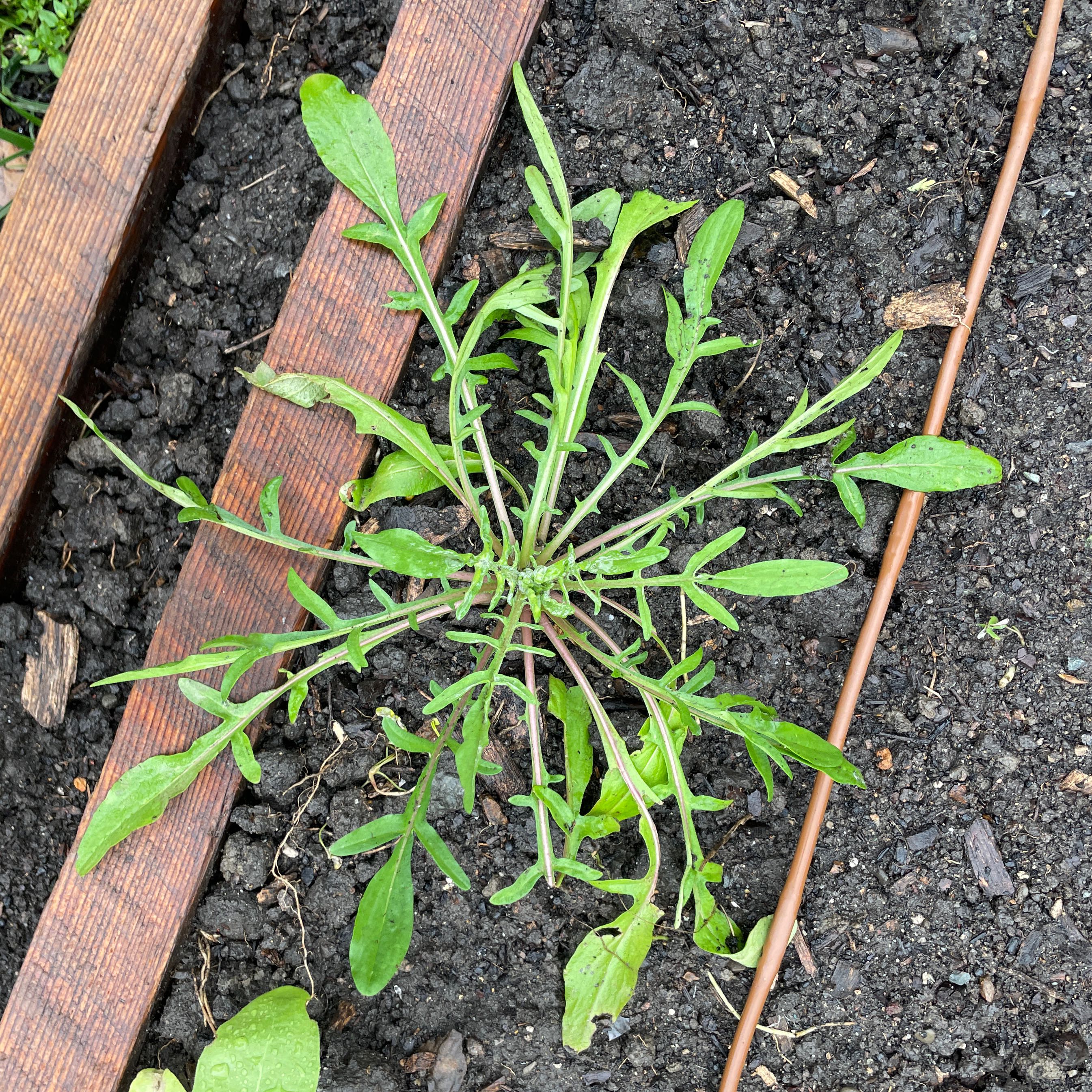 Photo of the plant species Sheep Sorrel by @GnarlyAgarito77 named Messi on Greg, the plant care app