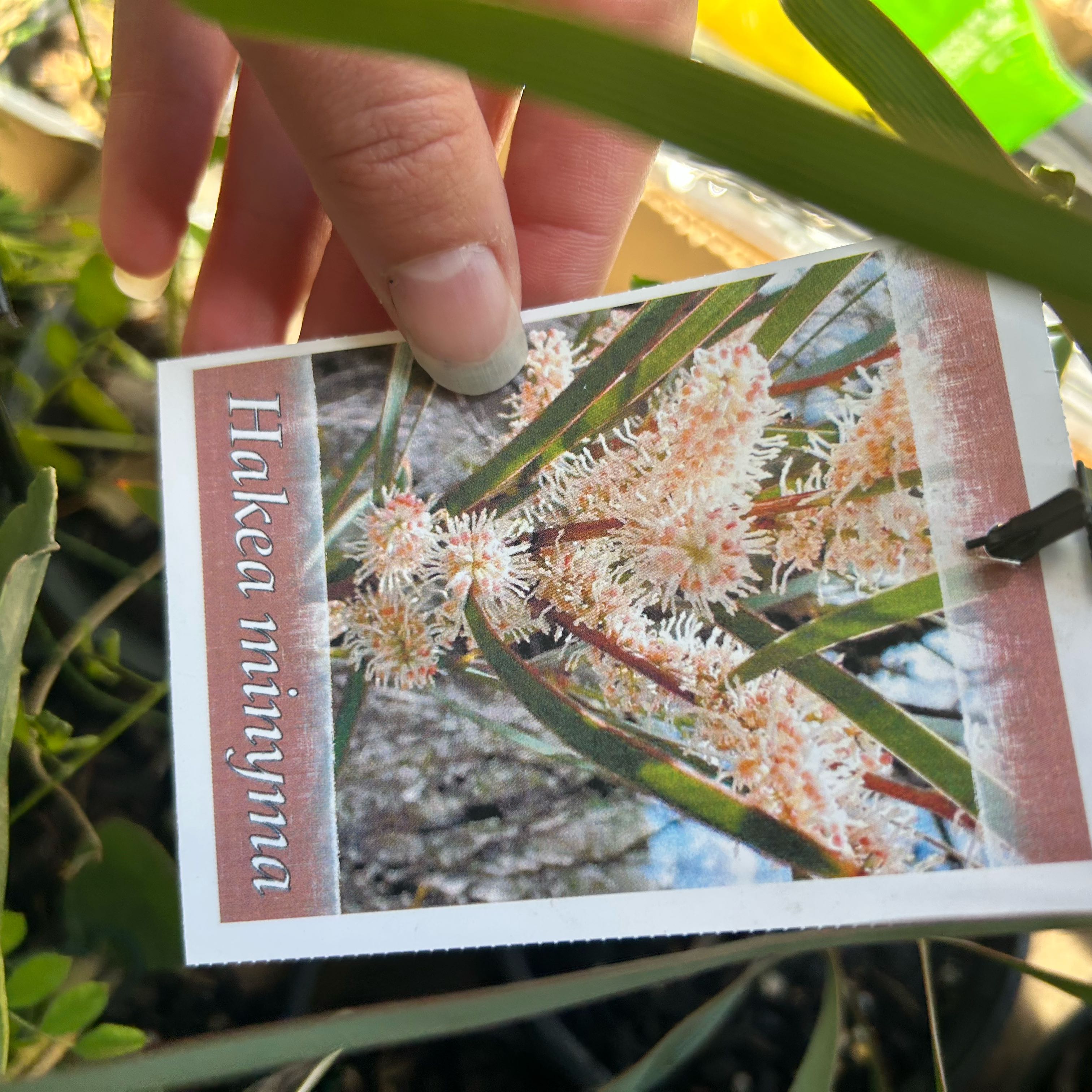 Photo of the plant species Minyma Hakea by @LavishLettuce50 named Kesha on Greg, the plant care app