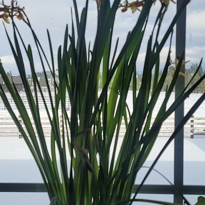Photo of the plant species Poet's Narcissus by @YesCatmint35 named Elina on Greg, the plant care app