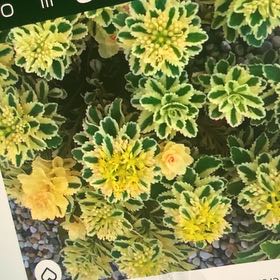 Photo of the plant species Sedum Atlantis Variegated by @WarmOcotillo89 named Atlantis on Greg, the plant care app