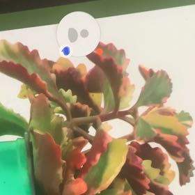 Photo of the plant species Kalanchoe longiflora var. coccinea by @WarmOcotillo89 named Queen on Greg, the plant care app