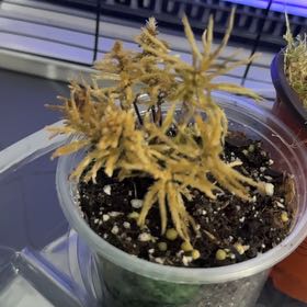 Plant care for Tree Climacium Moss on Greg, the plant care app