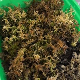 Photo of the plant species Feather Moss by @GladPincherry71 named ChloroPhil on Greg, the plant care app