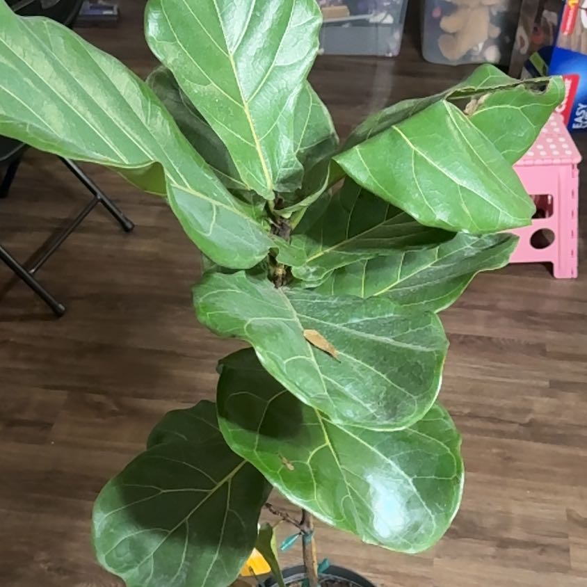 Photo of the plant species Fiddle Leaf Fiscus by @RadAmazonlily98 named Ulysses S Plant on Greg, the plant care app