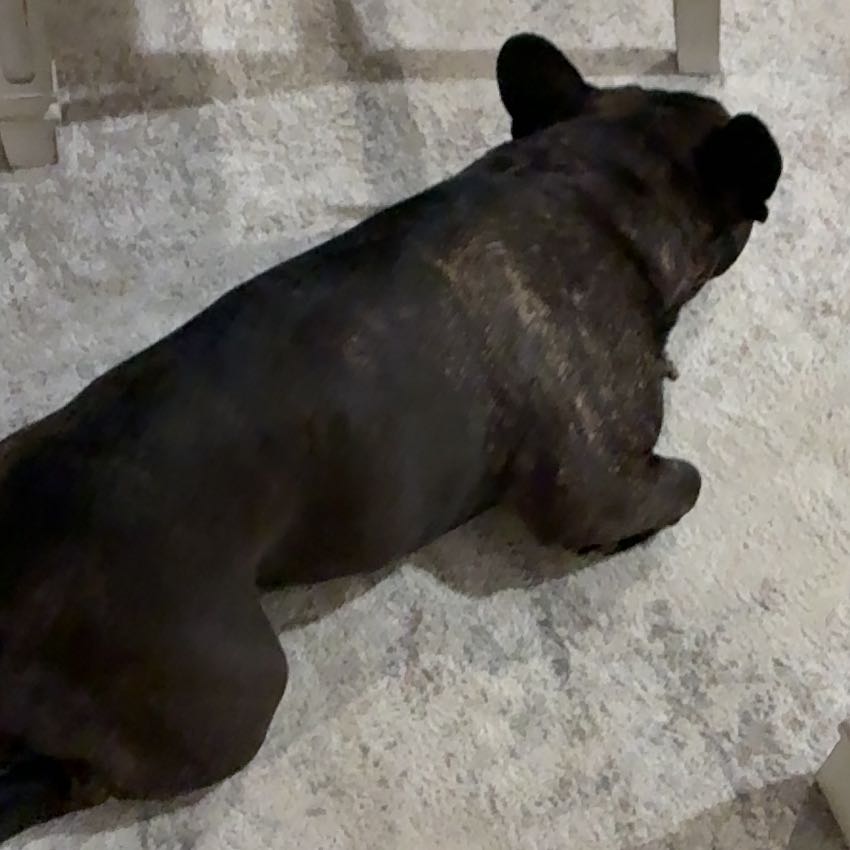 Photo of the plant species Trapa Natans by @NurseBrunfelsia named Marilyn on Greg, the plant care app