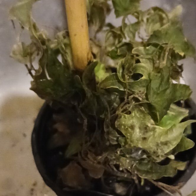 Photo of the plant species Toothed Plagiomnium Moss by @CivicZzplant81 named Surya on Greg, the plant care app