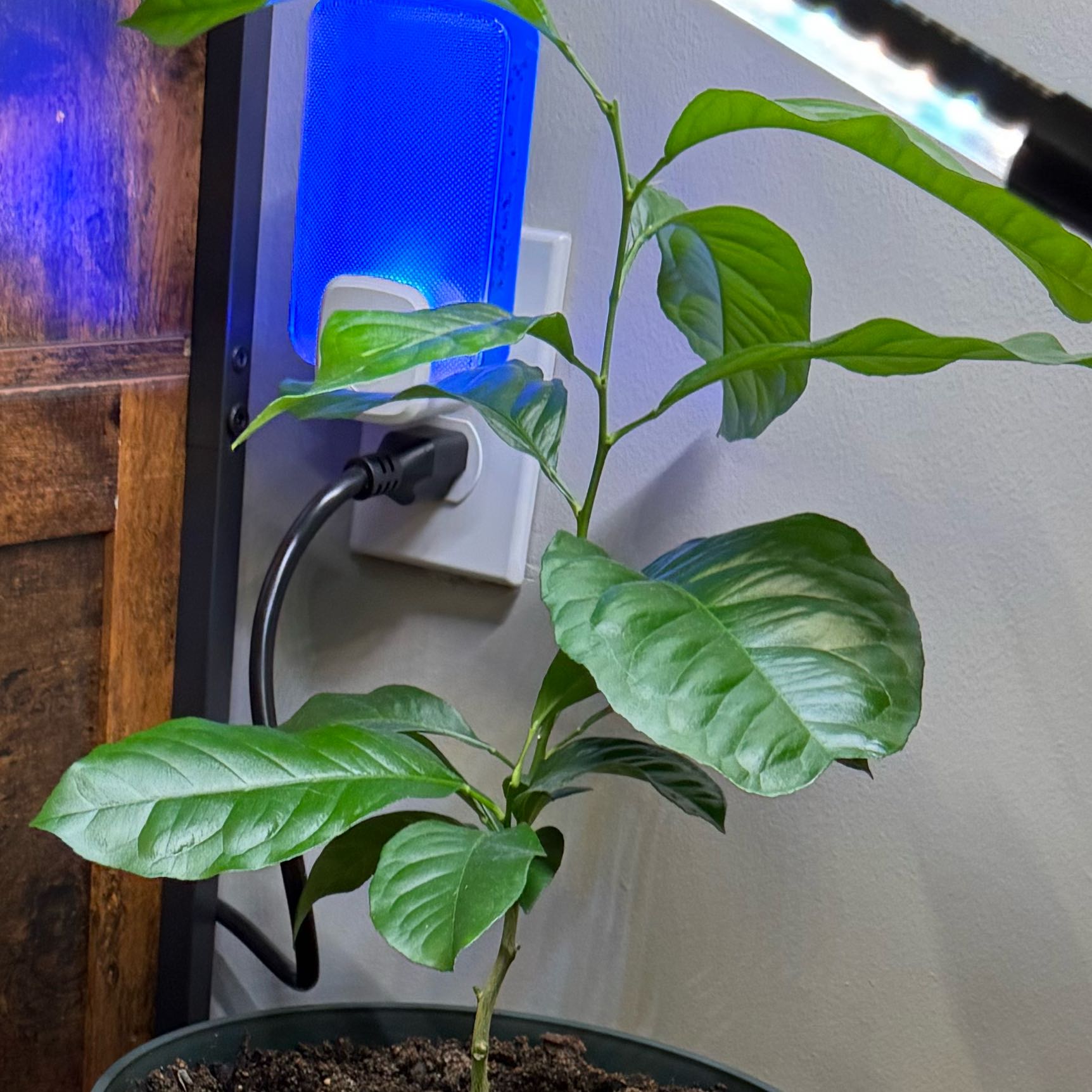 Photo of the plant species lemon tree by @FreshMystax32 named Nemo on Greg, the plant care app