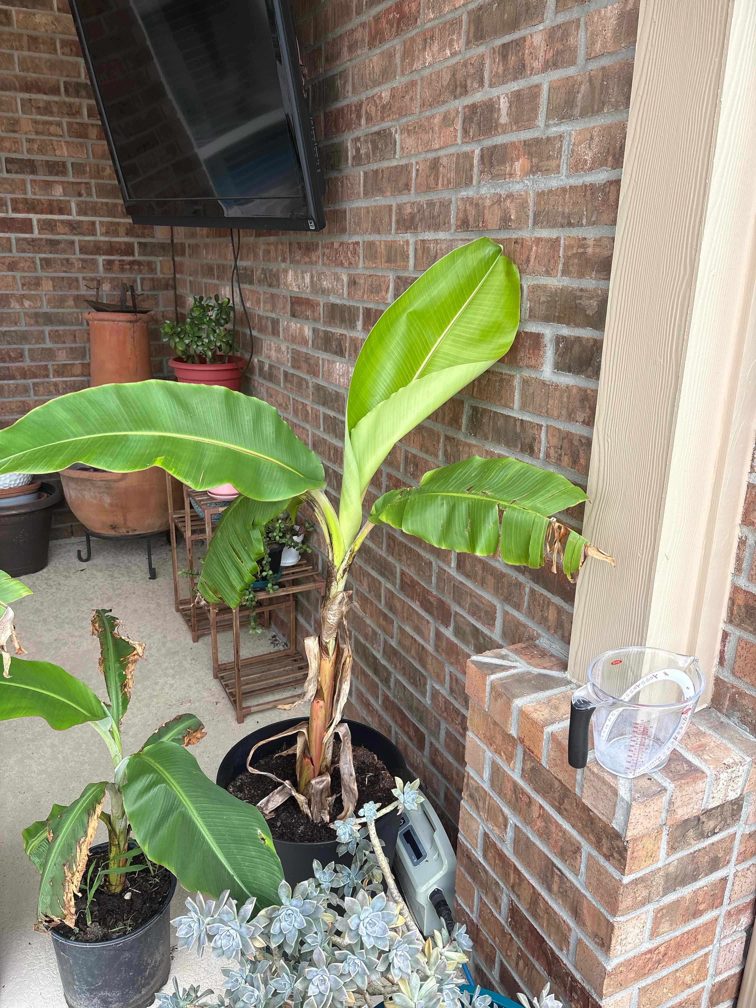 Photo of the plant species Blue Java Banana Tree by @goomy named Shawndice on Greg, the plant care app
