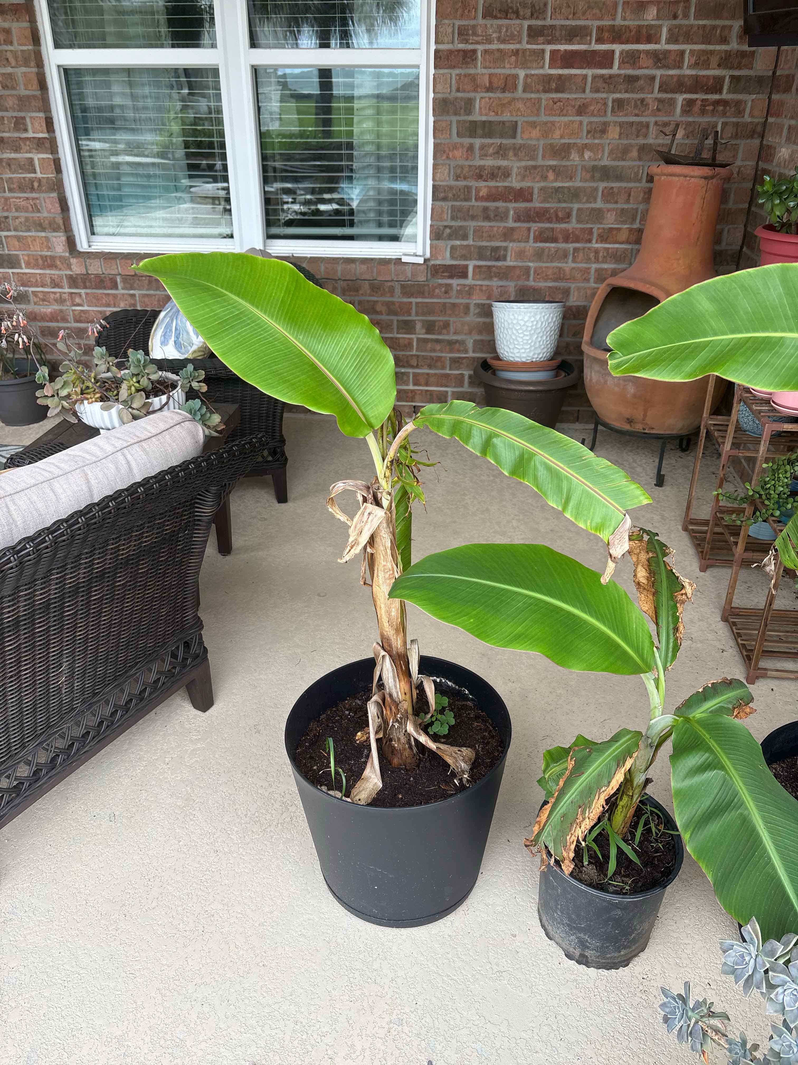 Photo of the plant species Blue Java Banana Tree by @goomy named Coocoo Banana Pants on Greg, the plant care app