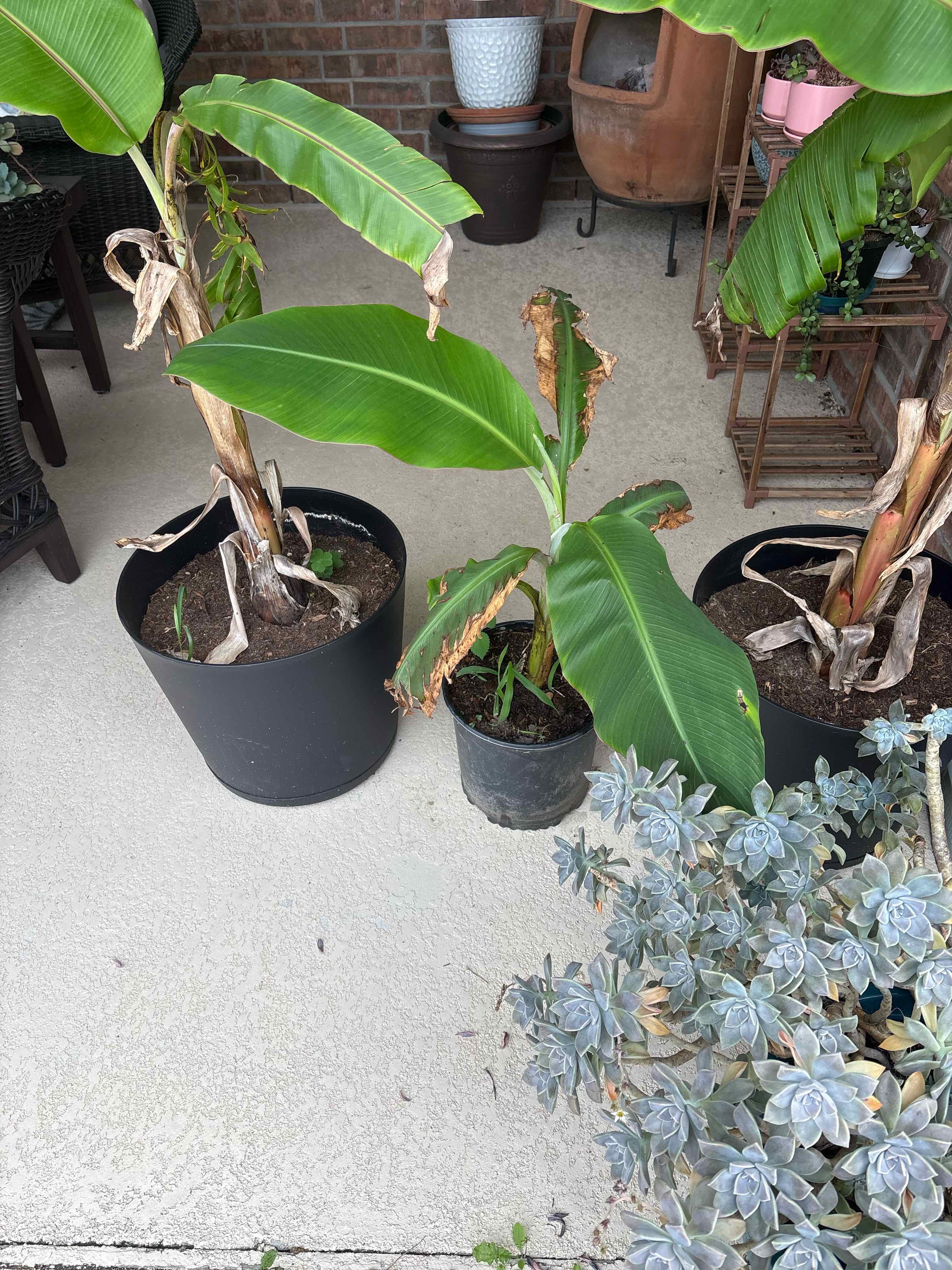 Photo of the plant species Japanese Banana by @goomy named Nanatre on Greg, the plant care app