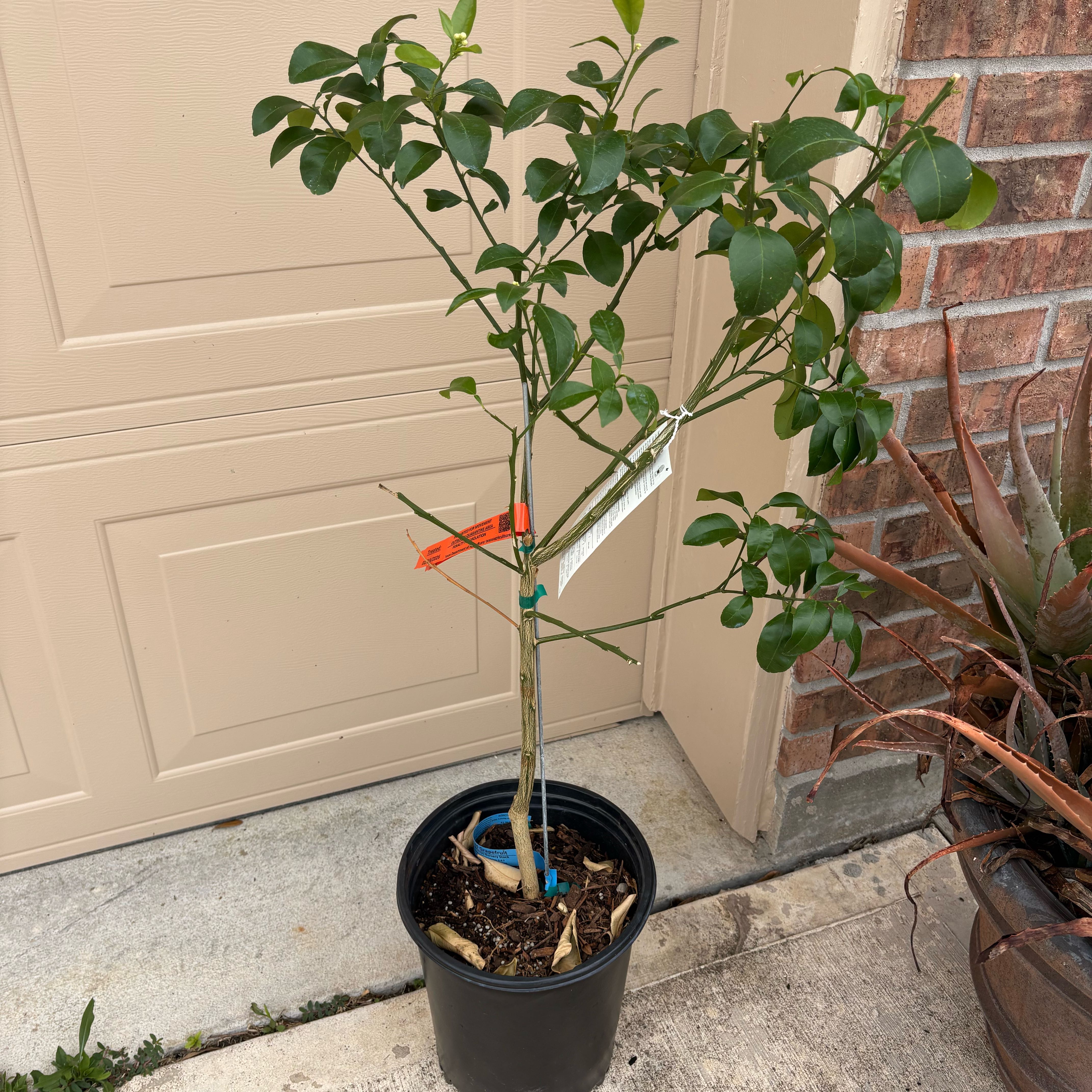 Photo of the plant species Rio Red Grapefruit by @goomy named Farah on Greg, the plant care app
