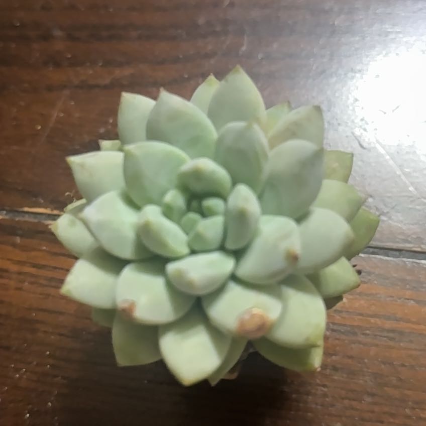 Photo of the plant species Sedeveria by @GreatPuka63 named Pax on Greg, the plant care app