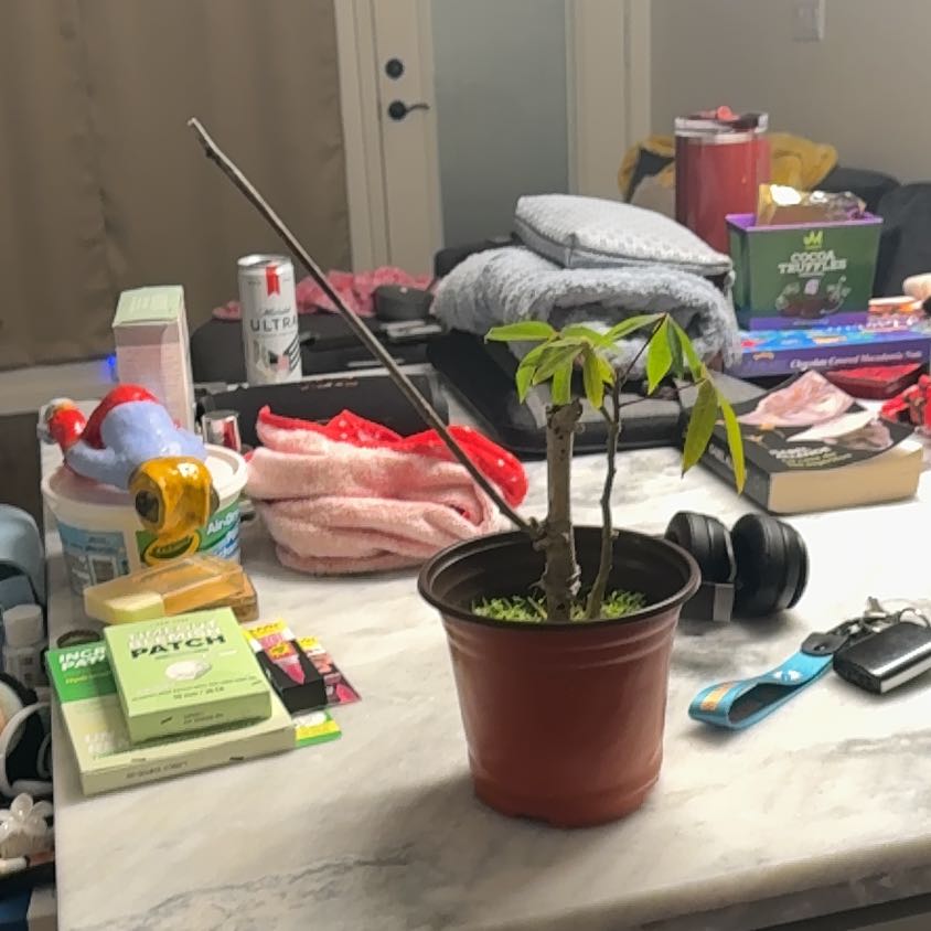 Photo of the plant species Cassava by @HappyCattleya54 named Gomez on Greg, the plant care app