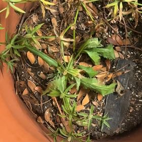 Photo of the plant species Culantro by @HappyCattleya54 named Athena on Greg, the plant care app