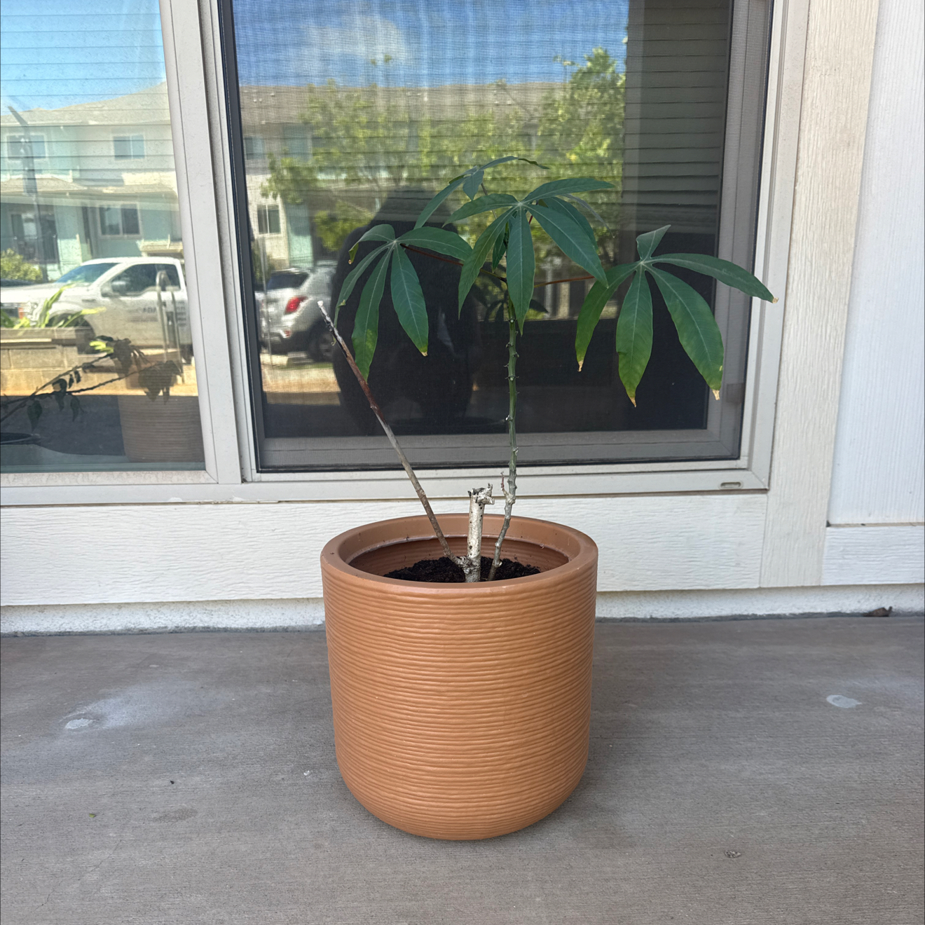 Photo of the plant species Cassava by @HappyCattleya54 named Gomez on Greg, the plant care app