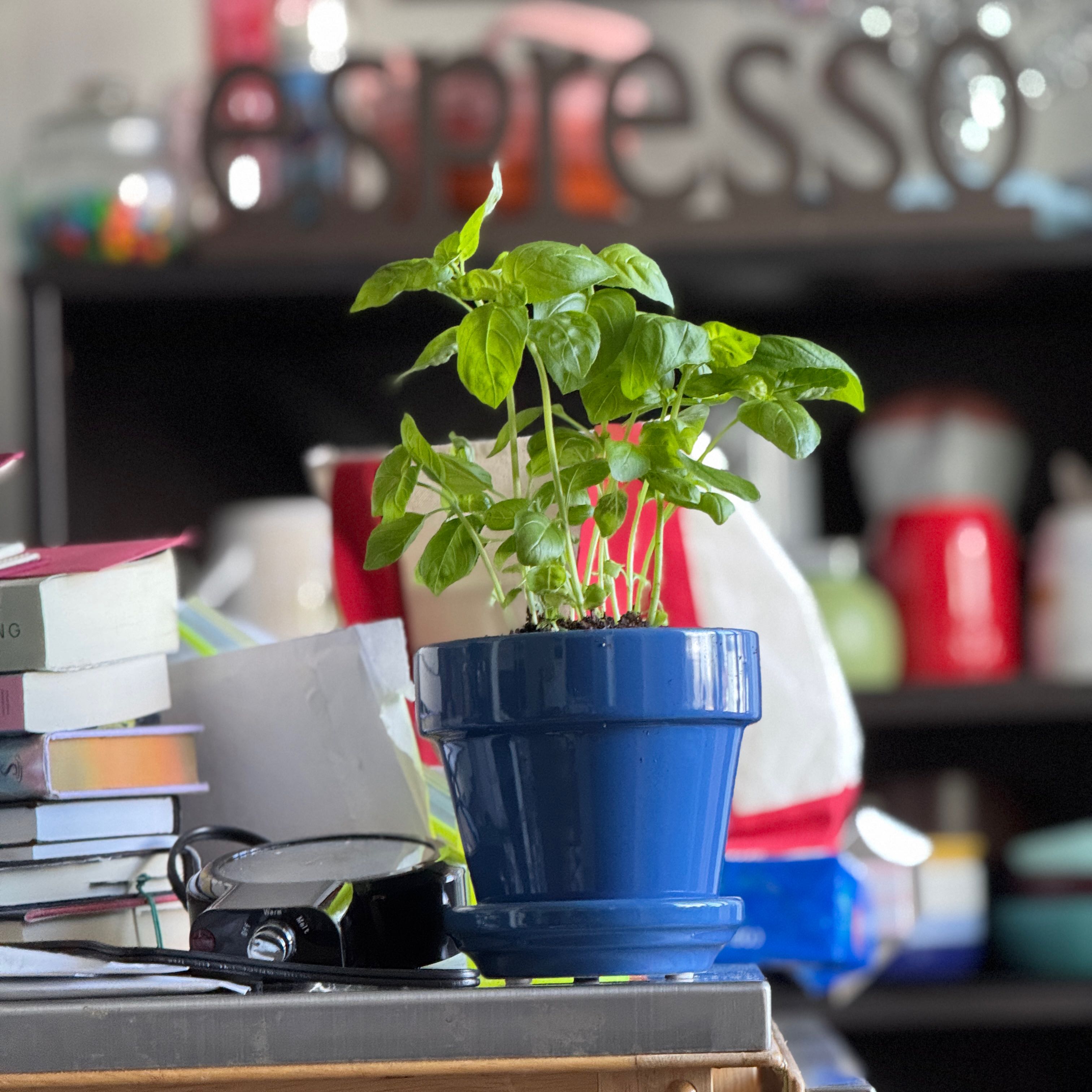 Photo of the plant species Large Leaf Italian Basil by @PrimoJonquil72 named Bamboo on Greg, the plant care app
