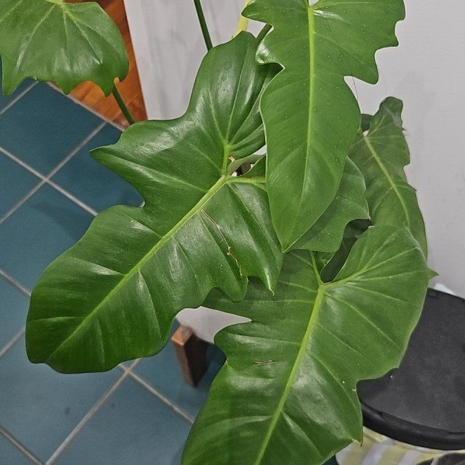 Photo of the plant species Philodendron 'Lime Fiddle' by @BigFuscia87 named Mando on Greg, the plant care app