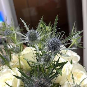 Photo of the plant species Flat Sea Holly by @BigLentil4 named Gomez on Greg, the plant care app