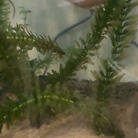 Photo of the plant species American Pondweed by @OptimalWinika53 named Gobi on Greg, the plant care app