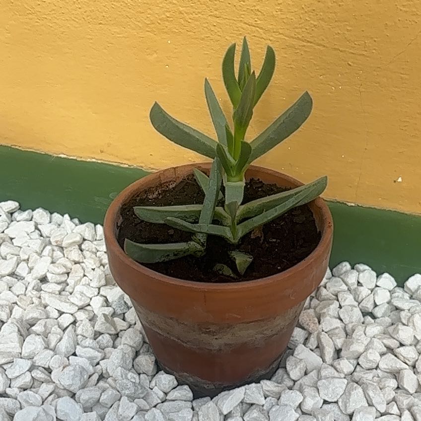 Photo of the plant species Turquoise Tentacles Curio by @UberOleaster34 named Ronaldo on Greg, the plant care app