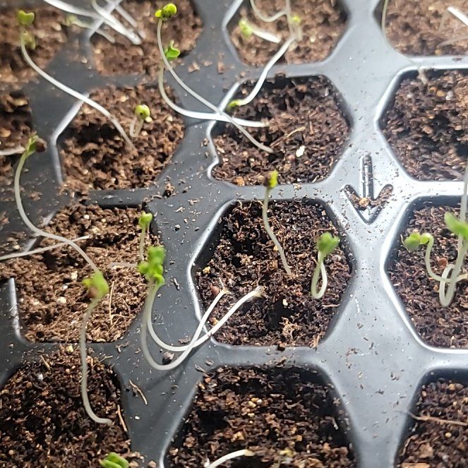 Photo of the plant species Kale by @YesBrowallia27 named Dolores on Greg, the plant care app
