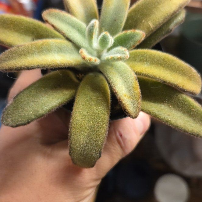 Photo of the plant species Chocolate Soldier by @ProRunnerbean79 named Hamilton on Greg, the plant care app