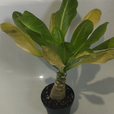 Photo of the plant species Hawaiian Palm by @WhollyRadish82 named Foxxy on Greg, the plant care app
