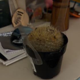 Photo of the plant species Scarlet Ball Cactus by @SirBabytoes38 named BIBI on Greg, the plant care app