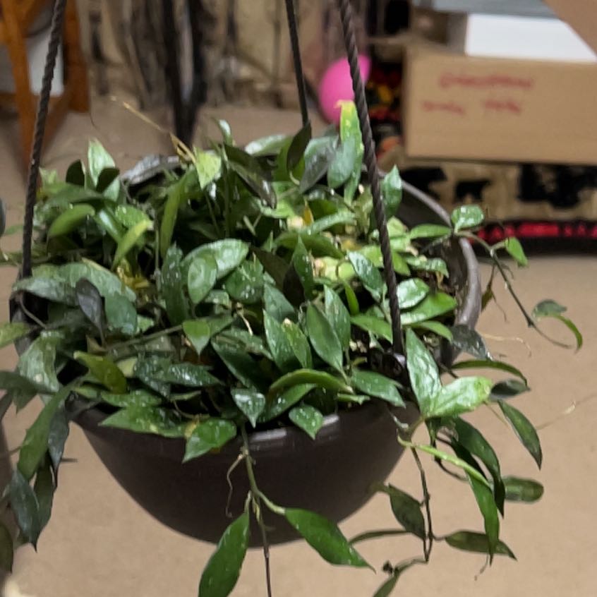 Photo of the plant species Hoya 'Royal Flush' by @GrownShamrock11 named Sir Plancelot on Greg, the plant care app