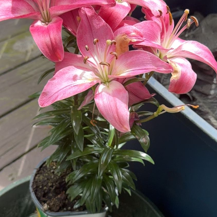 Photo of the plant species Asiatic Lily by @RefinedWinika67 named Harmony on Greg, the plant care app