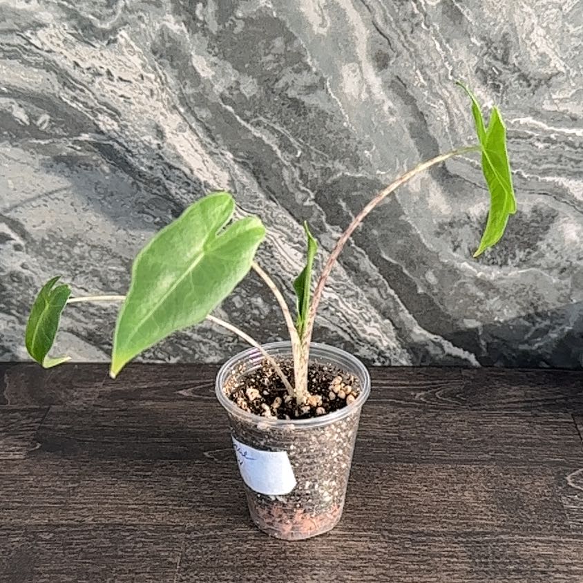 Photo of the plant species Malaysian Monster by @unakatu named Bigleef Smalls on Greg, the plant care app