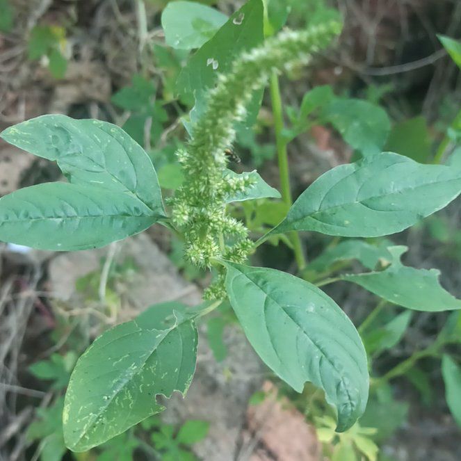 Photo of the plant species Palmer's Amaranth by @HilariousJade82 named Hamilton on Greg, the plant care app