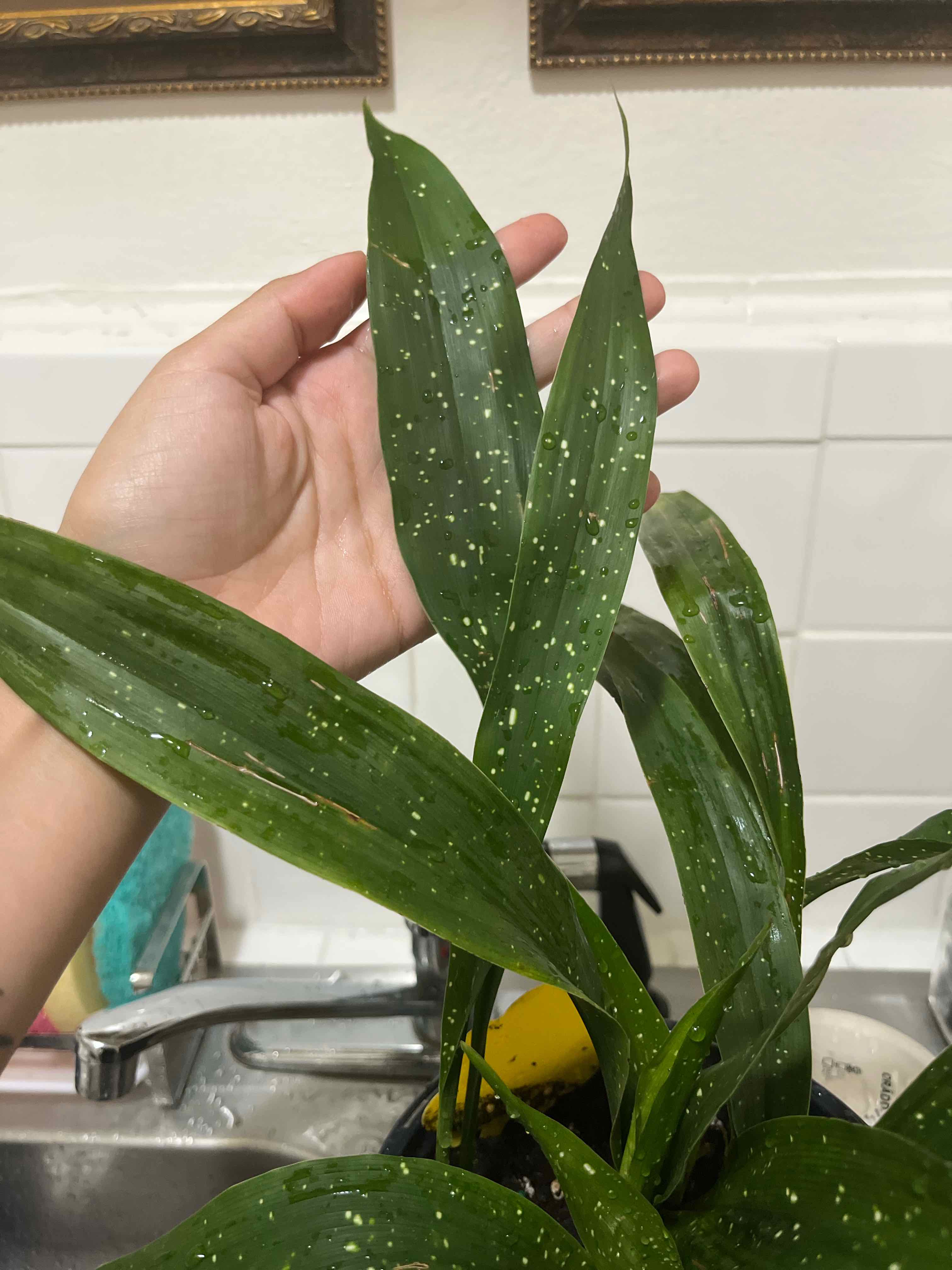 Cast Iron Milky Way plant with speckled leaves, held by a hand.