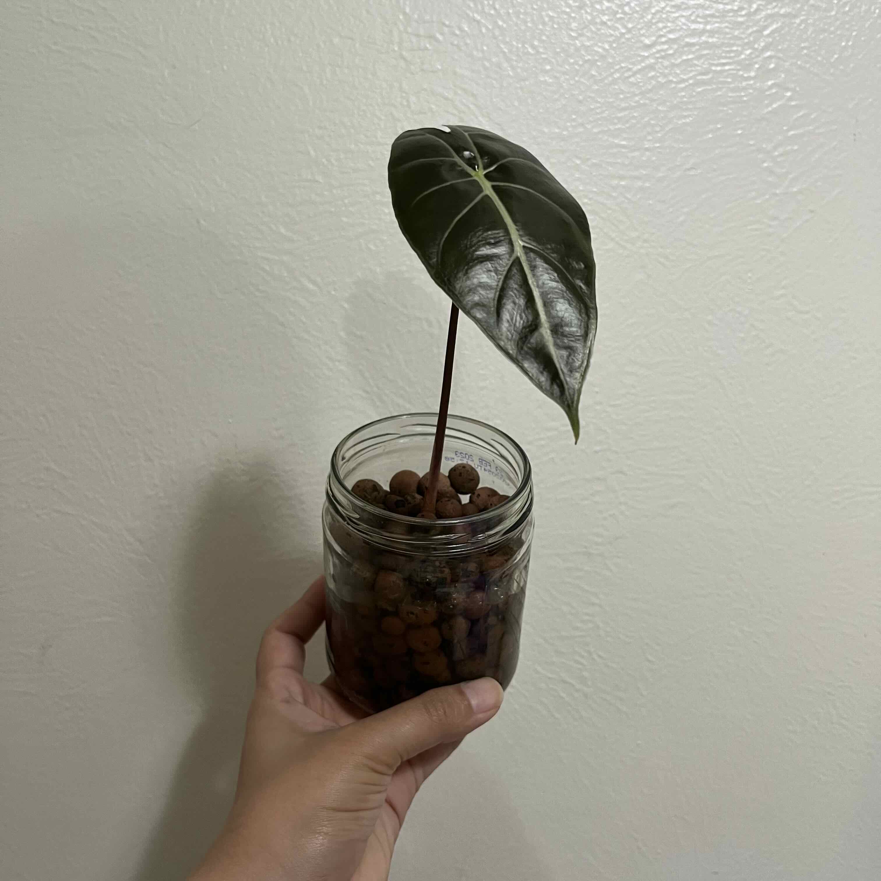 Alocasia longiloba plant with one leaf in a glass jar with clay pebbles, held by a hand.