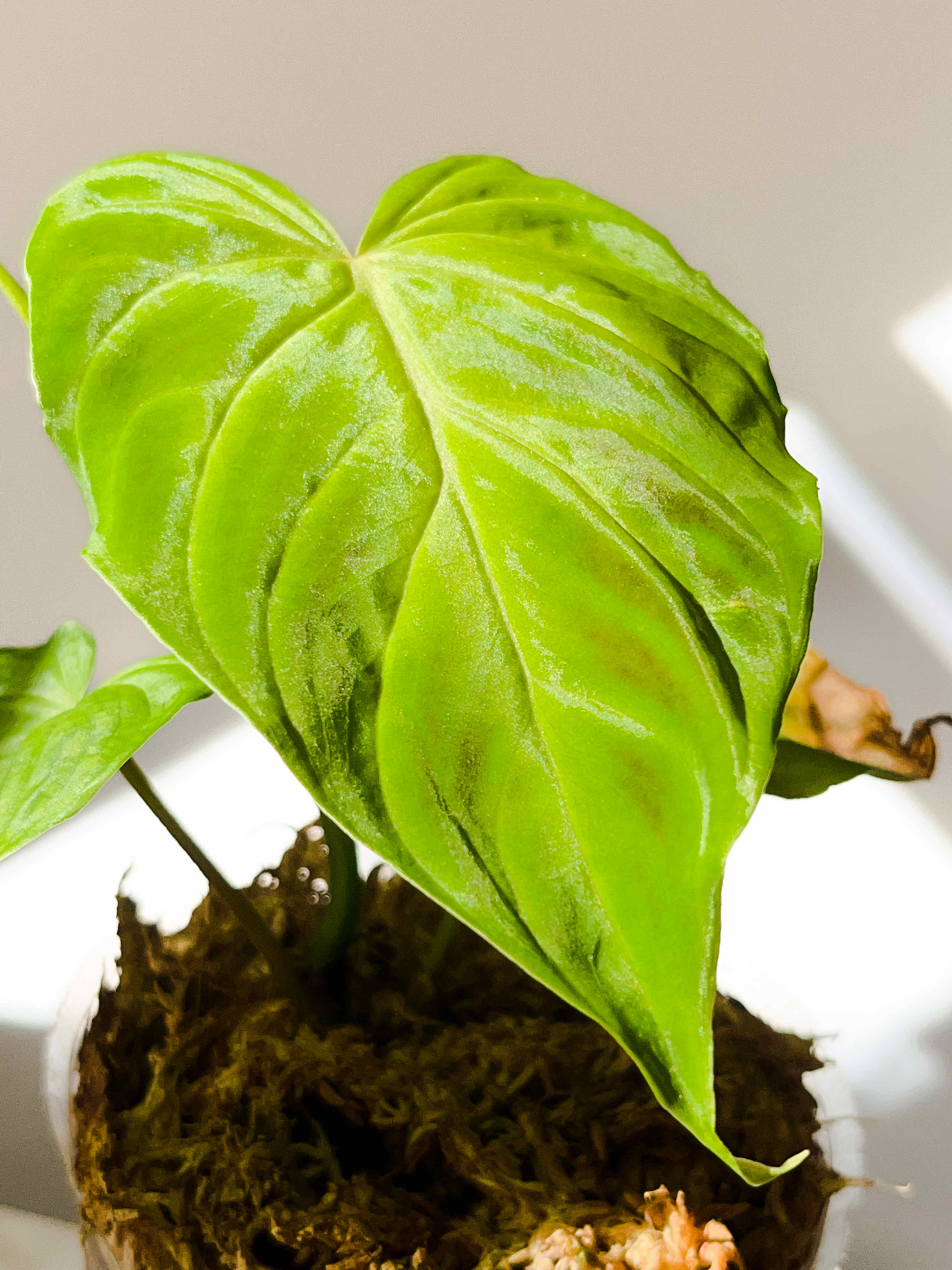 Close-up of an Ecuador Philodendron with visible browning on the leaf.