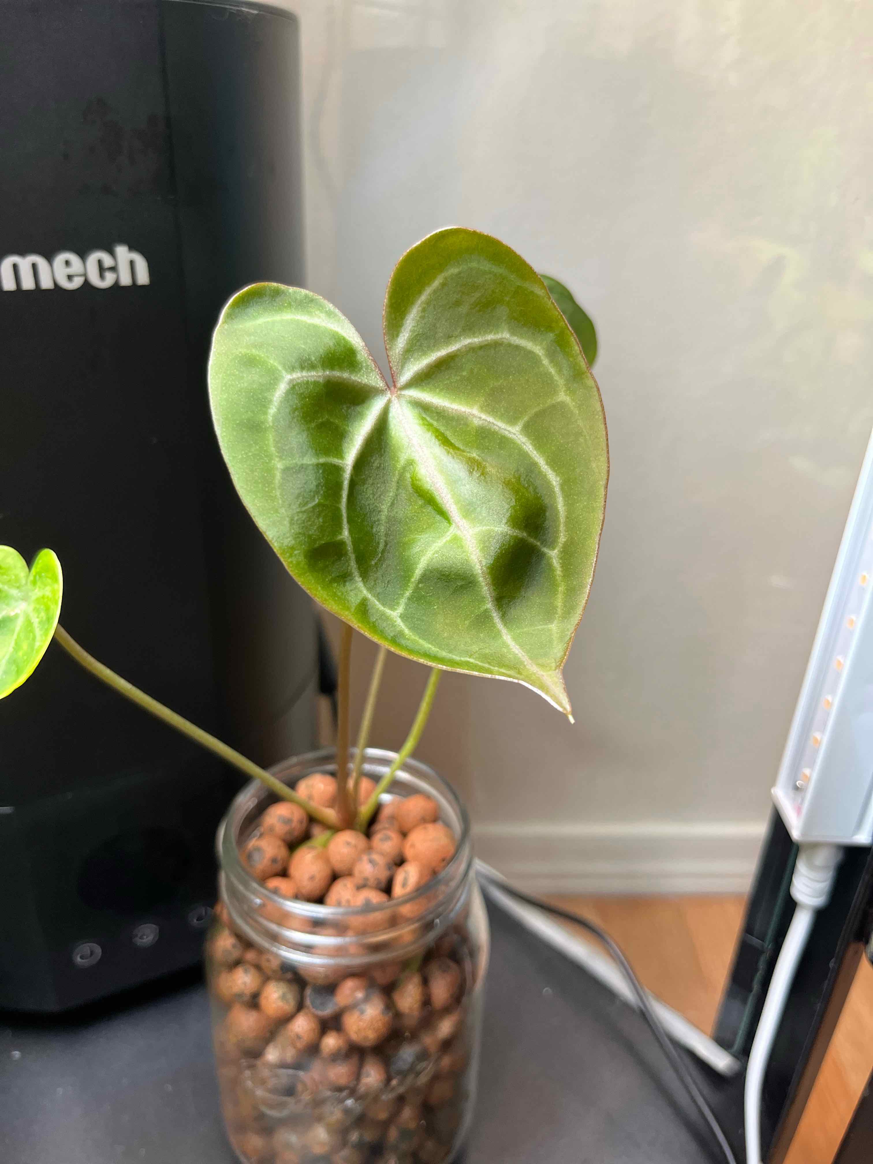 Velvet Cardboard Anthurium plant in a glass jar with clay pebbles, healthy green leaves.
