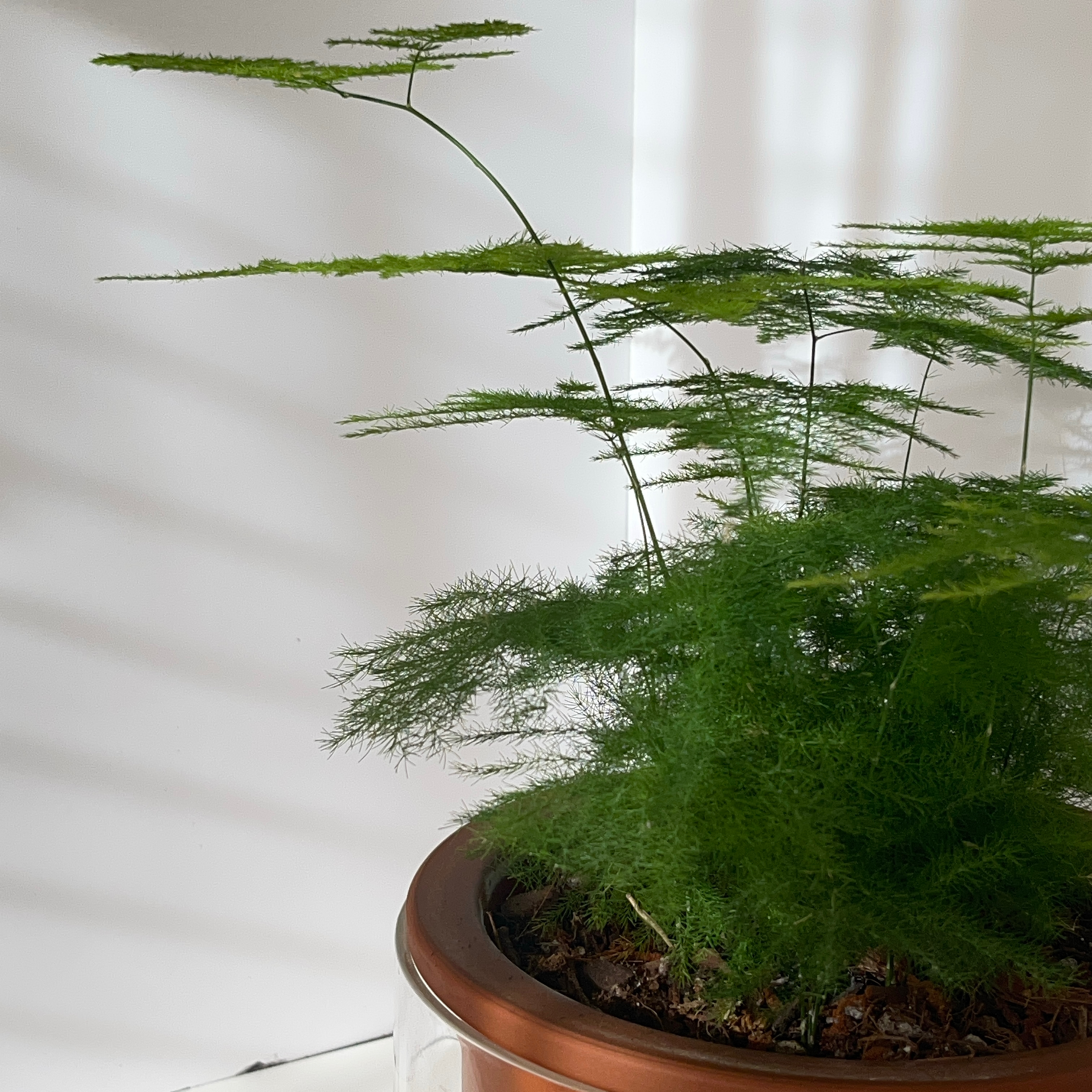Asparagus Fern plant photo by @AMG named Asparagus Fern on Greg, the plant care app.