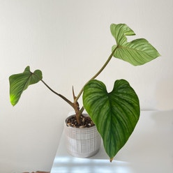Philodendron mamei plant