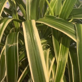 Photo of the plant species Screw Pine by @GenteelBanana63 named James Dean on Greg, the plant care app