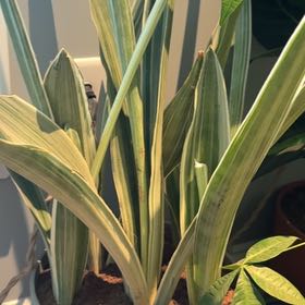 Photo of the plant species White Sansevieria by @TopZucchini62 named Ulysses S Plant on Greg, the plant care app