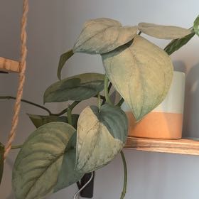 Photo of the plant species Satin Pothos by @TopZucchini62 named Stella on Greg, the plant care app