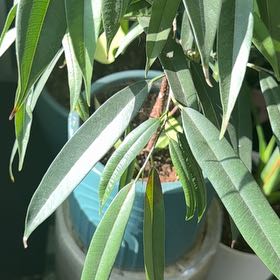 Photo of the plant species Murray Red Gum by @TopZucchini62 named Zion on Greg, the plant care app