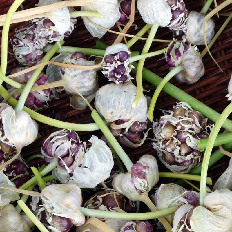 Photo of the plant species Common Water-Hyacinth by @NewCilantro15 named McKinley on Greg, the plant care app