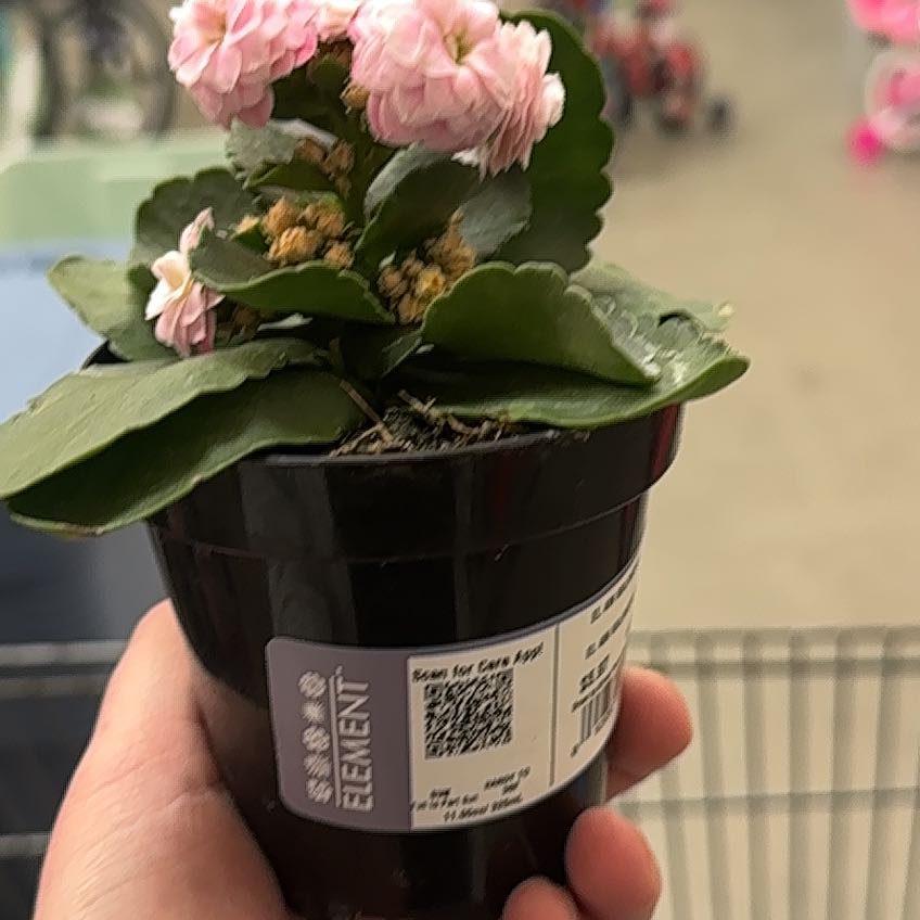 Photo of the plant species Kalanchoe blossfeldiana 'Pink' by @FunHoyajade82 named Fergie on Greg, the plant care app
