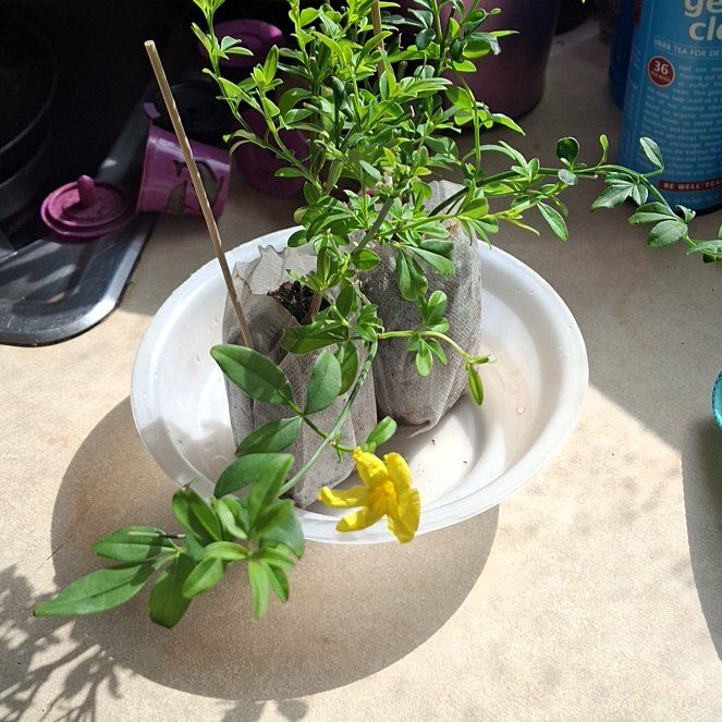 Photo of the plant species Primrose Jasmine by @UberRiberry63 named Bruce Lee on Greg, the plant care app