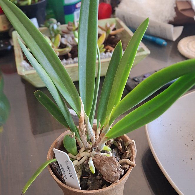 Photo of the plant species Mayflower Orchid by @UberRiberry63 named Gaga on Greg, the plant care app