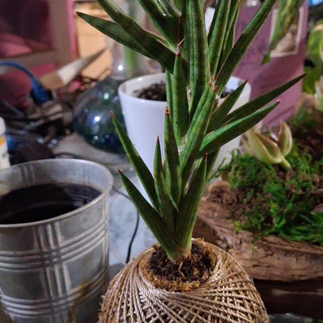 Photo of the plant species Sansevieria francisii by @UberRiberry63 named Sol on Greg, the plant care app