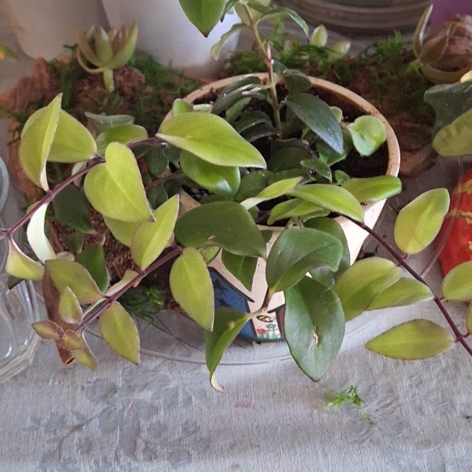 Photo of the plant species lipstick plant by @UberRiberry63 named Madonna on Greg, the plant care app