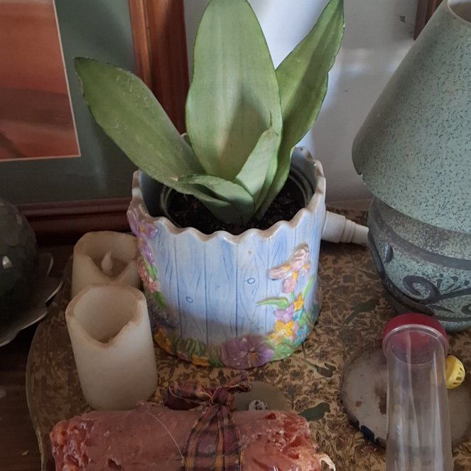 Photo of the plant species moonshine snake plant by @UberRiberry63 named Sproutacus on Greg, the plant care app